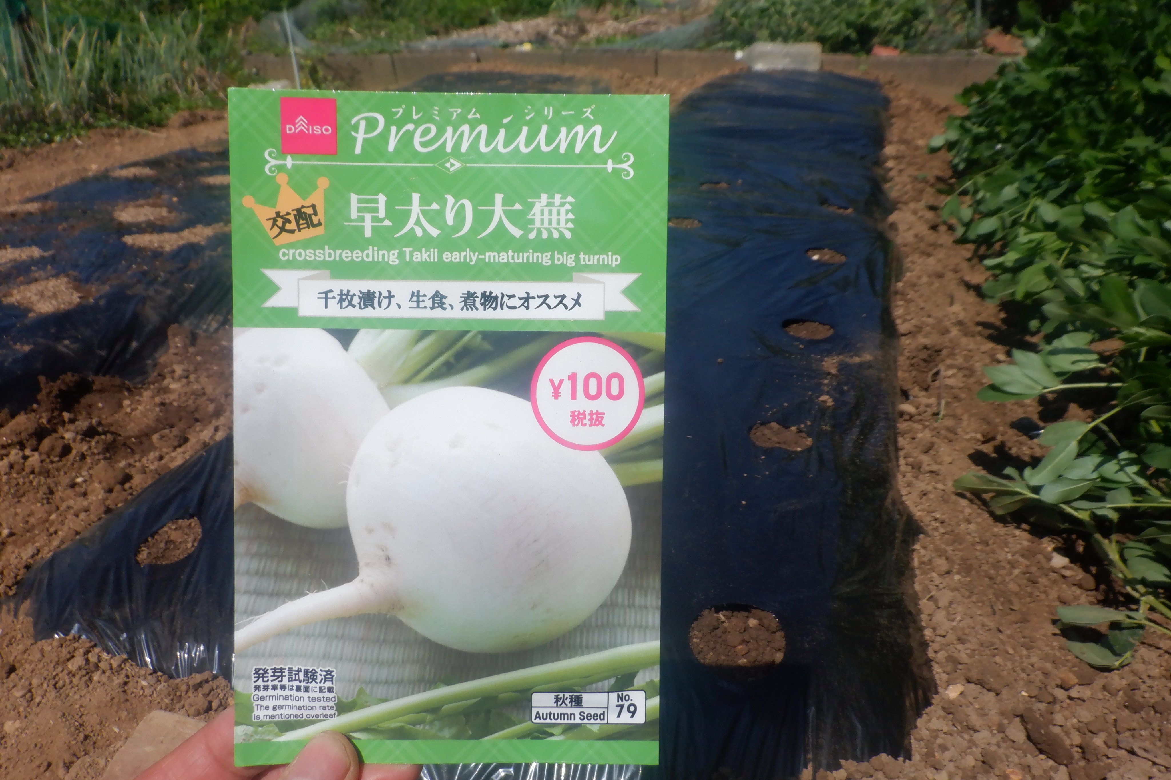 うさ 8 31 ダイソー 早太り大蕪 を蒔いた畝の残り半分に古種のダイソー 時なし小かぶ を蒔きました 畝向う側は穴 1つ飛ばしで開け 早太り大蕪 手前側は穴そのまま開けで 時なし小かぶ です 3枚め画像 不織布 ネットのwがけ T Co
