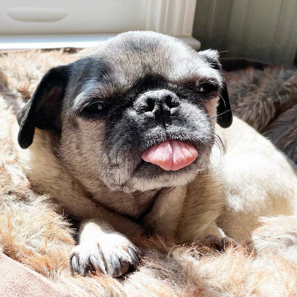 PopPugPeoBlog's tweet photo. Perfect spot to catch a little morning sun ☀️ 🐶
.
.
.
.
#petuniapug #pug #pugs #pugstagram #pugsofimstagram #dog #dogs #dogstagram #dogsofig #dogoftheday #dogsofinstagram #atlanta #georgia #blog #blogger #puglife #pet #petoftheday #petstagram https://t.co/oMKFx7lLGe https://t.co/dUEPlqLaPB