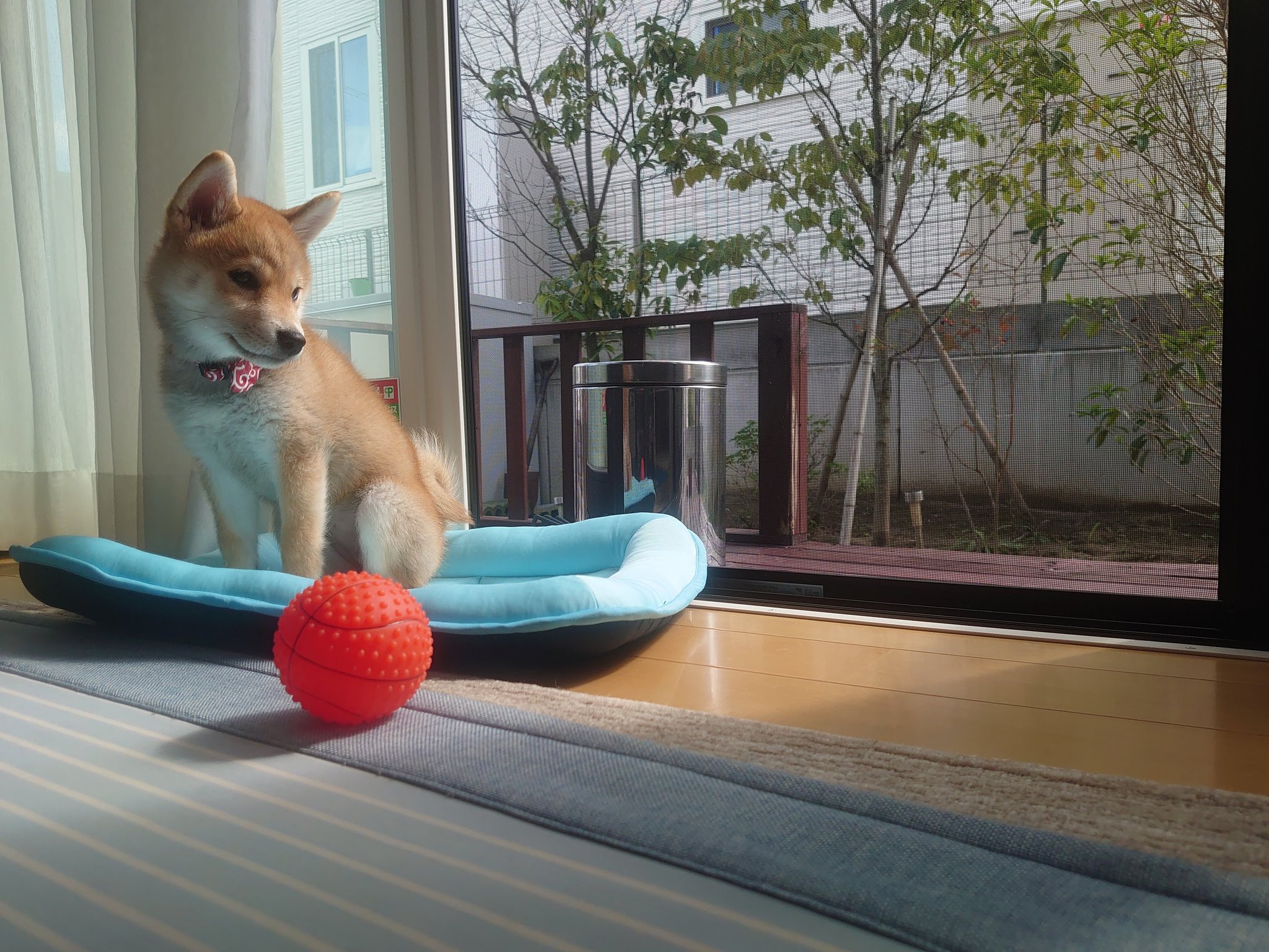 縁側 Kereses A Twitteren Twitter