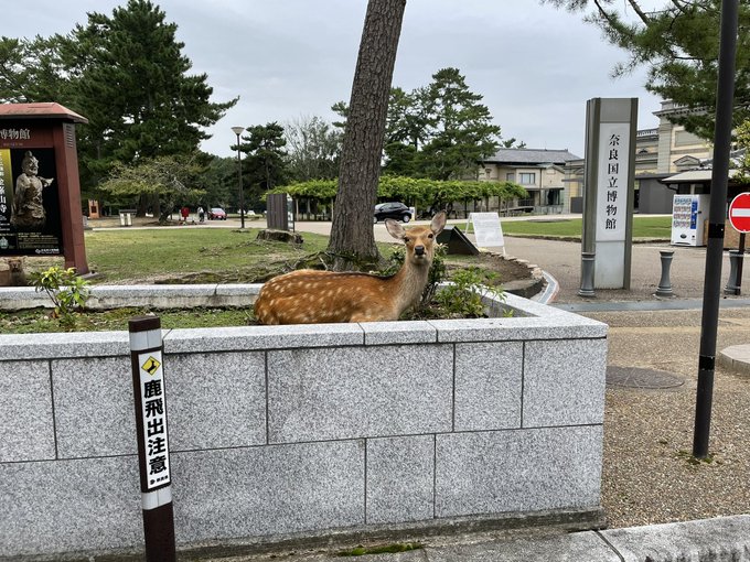 煎餅を与えないので飢えから凶暴化した個体が観光客を襲う 