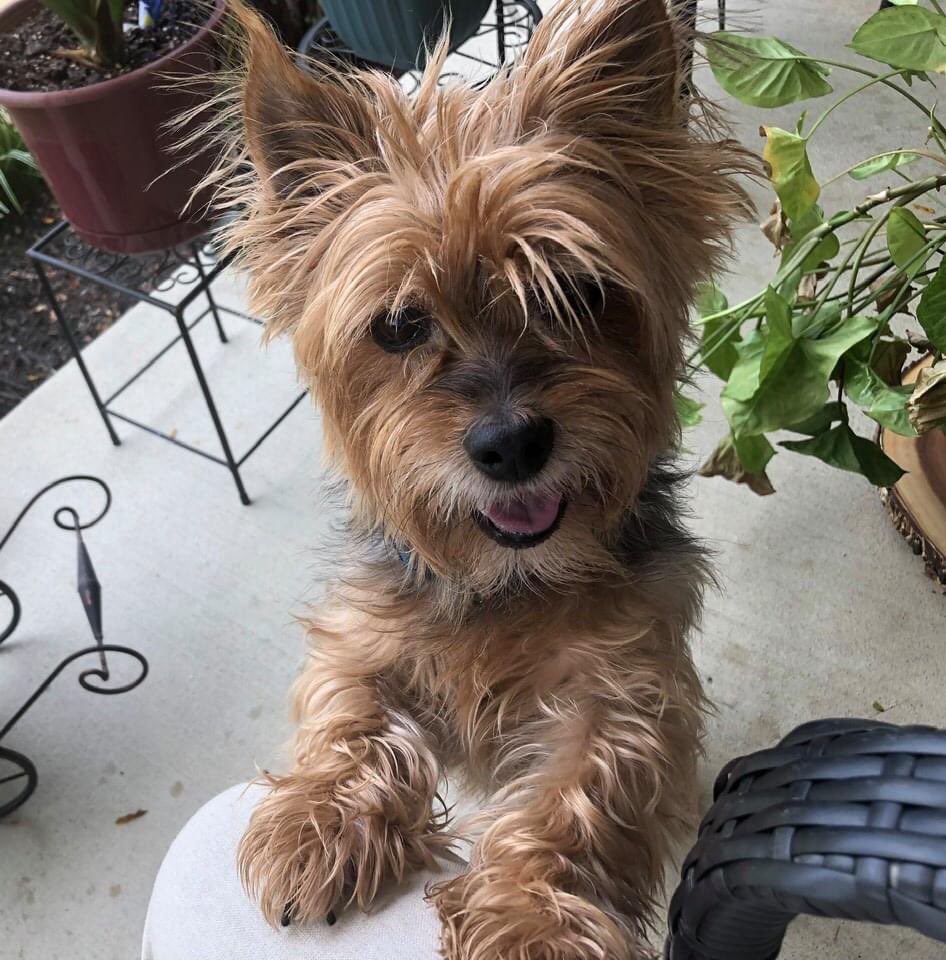 simoneinthisb's tweet photo. Look at the cutest dog in the worldddddd🥺 #mineeeee https://t.co/CxIUkN3Hbf