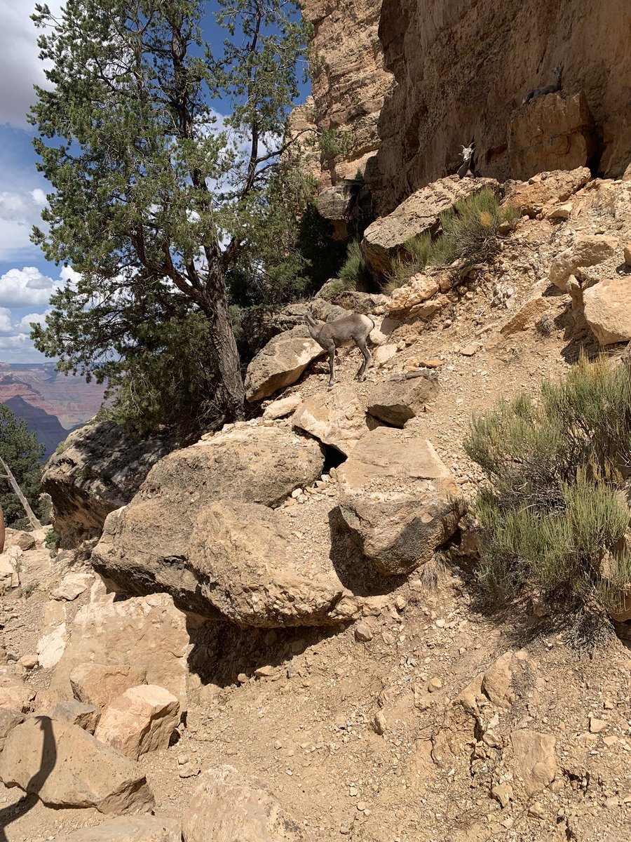 ann_whitley's tweet photo. In awe of the beauty and wildlife in Grand Canyon National Park.  #RVCampingAdventures #GrandCanyon   #RoadTrip #OohAhhPoint #SouthKaibabTraill #HikingGrandCanyon  #TrailersVillageRVPark https://t.co/8wRSdFYNy1