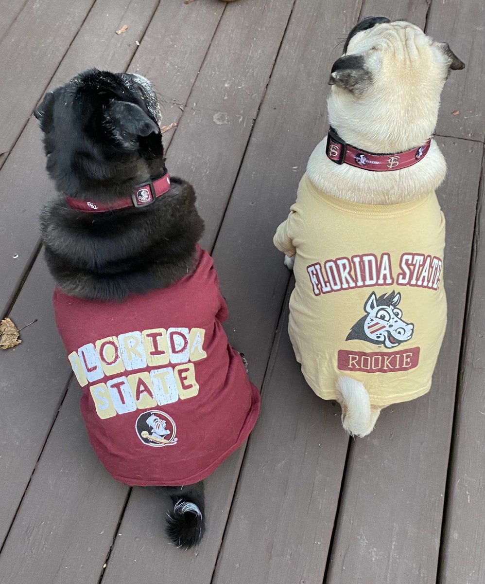 westkat217's tweet photo. GO NOLES!!!❤️💛🍢🏈 #Noles #fsufootball #phillynoles https://t.co/EuZ2gnc5oK