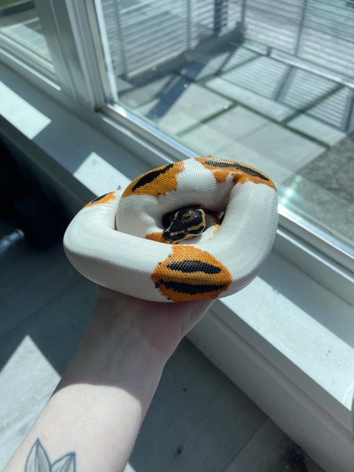 yato had another perfect shed and I also measured him to be 23 inches long 🥳 https://t.co/bNEy6RHG9f<a href="/tag/newprofilepic"class="tags"><span>#newprofilepic</span></a>