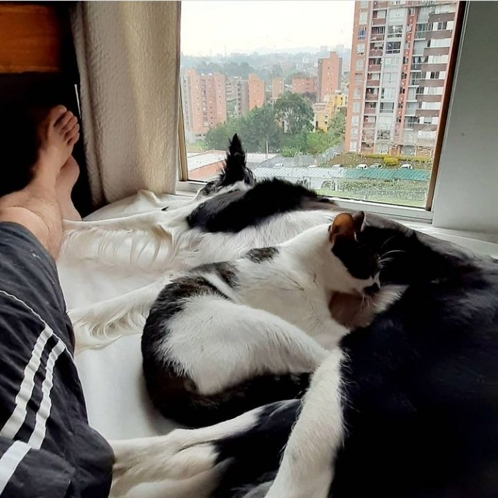 JAndres_ARTe's tweet photo. @mapatilla La cama es de ellas... yo soy quien duerme de arrimado! https://t.co/rwHRNCFwcN