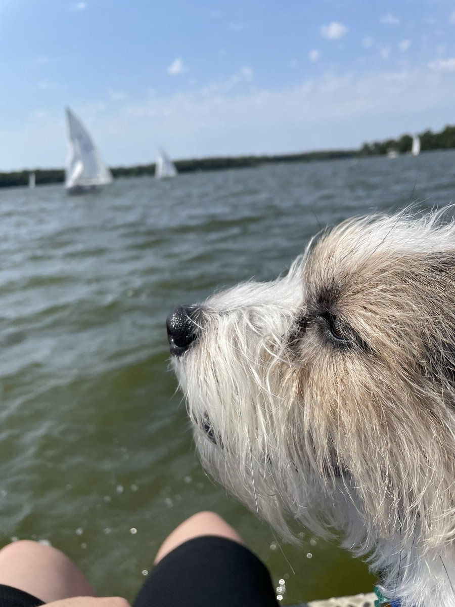 BPDCindy's tweet photo. Boz seeing his first sailboat race.
He’s living his best life. 🥰
#EmotionalSupportBoz
#Kayaking #KayakingDog https://t.co/L5WRUDRWd1