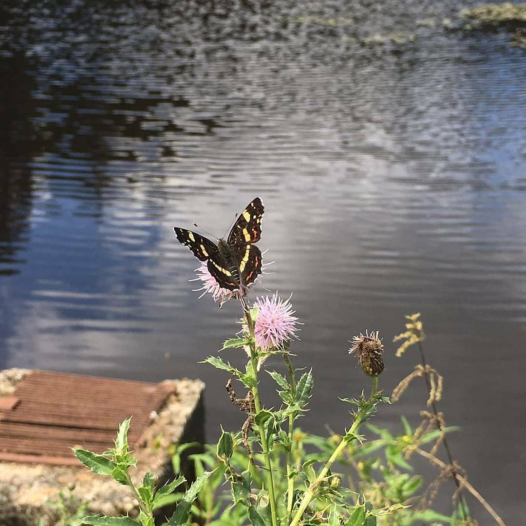 parislovejimin's tweet photo. fotos de hace tiempo que tomé pensando en namjoon, el me enseñó a amarme a mi misma..
«Así que uno planta su propio jardín y decora su propia alma, en lugar de esperar a que alguien le traiga flores». https://t.co/lulFklVe2O