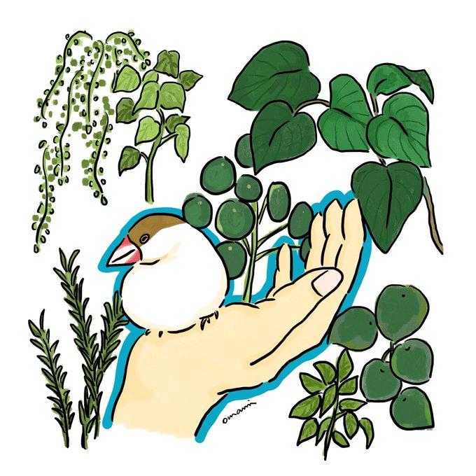手乗り文鳥のtwitterイラスト検索結果
