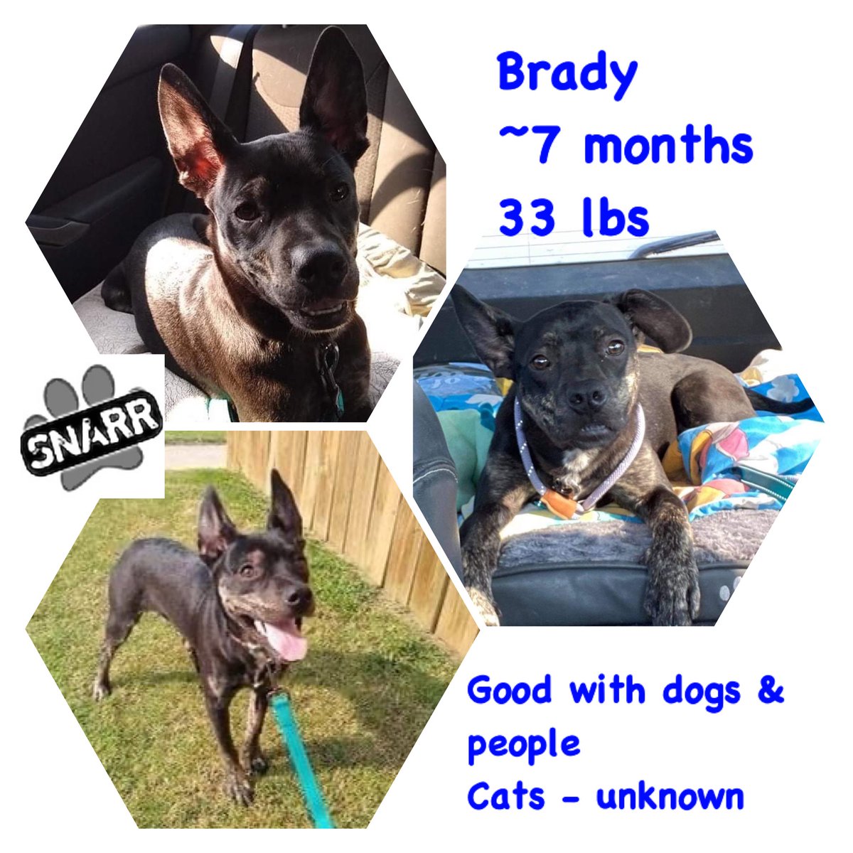 Brady - 7 months old, super friendly to dogs/people. neutered, hw-, utd on shots, <a href="/33/">33</a> lbs.

App: snarranimalrescue.org/adoption-appli…

(Kansas, Transport: avail)

#snarr #adoptdontshop #rescuedogsofinstagram #rescuedismyfavoritebreed #rescuedog #rescuedogsrock #blackdogsofinstagram #blackdogs