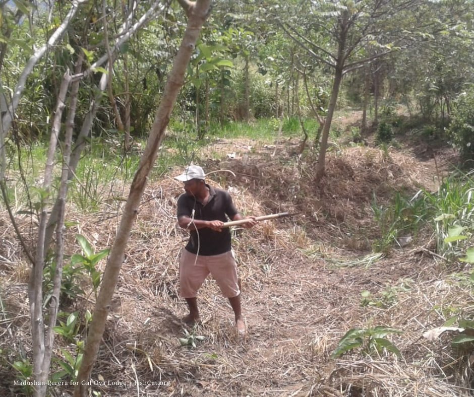 fishcatorg's tweet photo. Our partner, the Gal Oya Lodge, has been making tremendous progress in the reforestation site! Thank you to Upasena and Madushan for their dedication despite difficult times. The obstacles they have encountered include harsh weather, the pandemic, and even elephants! https://t.co/Qm05DU5OaH