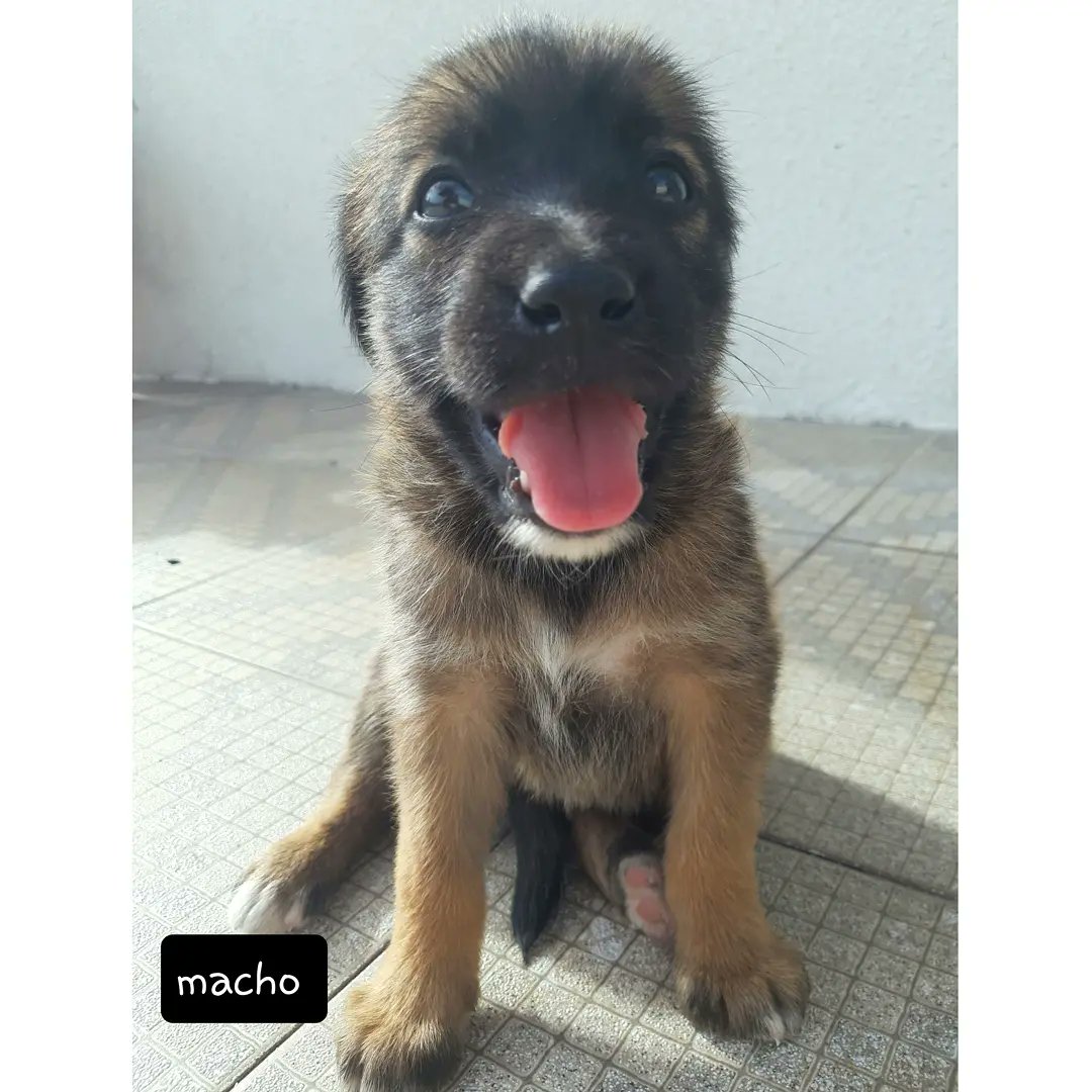 _vaiparaocrlh's tweet photo. ⚠️⚠️ URGENTE/APELO EXTERNO ⚠️⚠️
Paredes-Porto
Gostaria muito de pedir a vossa ajuda para arranjar casa para estes 9 cãezinhos bebés (5 machos e 4 fêmeas). https://t.co/aP7KP6ogEB