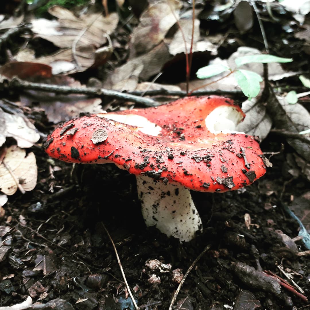 aenieto7's tweet photo. Cuántos tipos de hongos comestibles conoces?? 🍄 Hay muchísimas especies que se pueden comer, son rica fuente de proteína, minerales y vitaminas además de ser deliciosos! 
Foto 1.Sangre de toro (Russula mexicana) comestible. Foto 2.Hongo azul (cashcashnanácatl ó Lactarius índigo) https://t.co/hThA4MGPIn