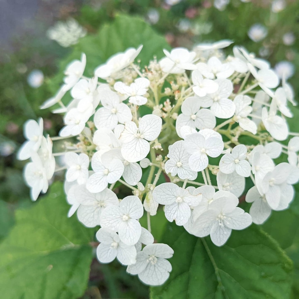 北海道ガーデニング Twitter Search Twitter