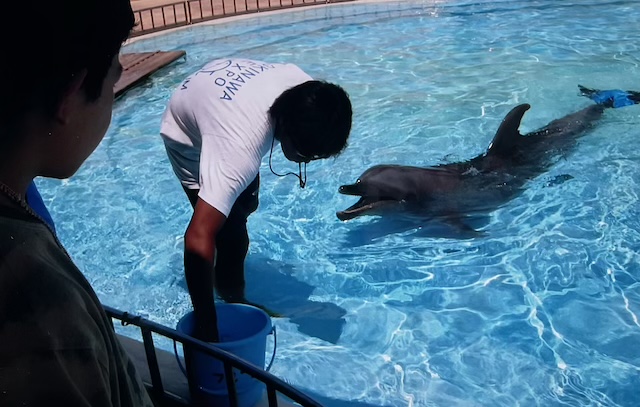 写真は『ムスコ物語』の表紙に描いた美ら海水族館の人工尾びれを装着したイルカのフジと11歳の息子、そしてその10年以上後に訪れたフジ亡きあとの美ら海水族館で大人になった息子がガチャポンであてたフィギュア。
フジと1息子の関係については書籍に綴っております(y
https://t.co/bFjCnHJsty 