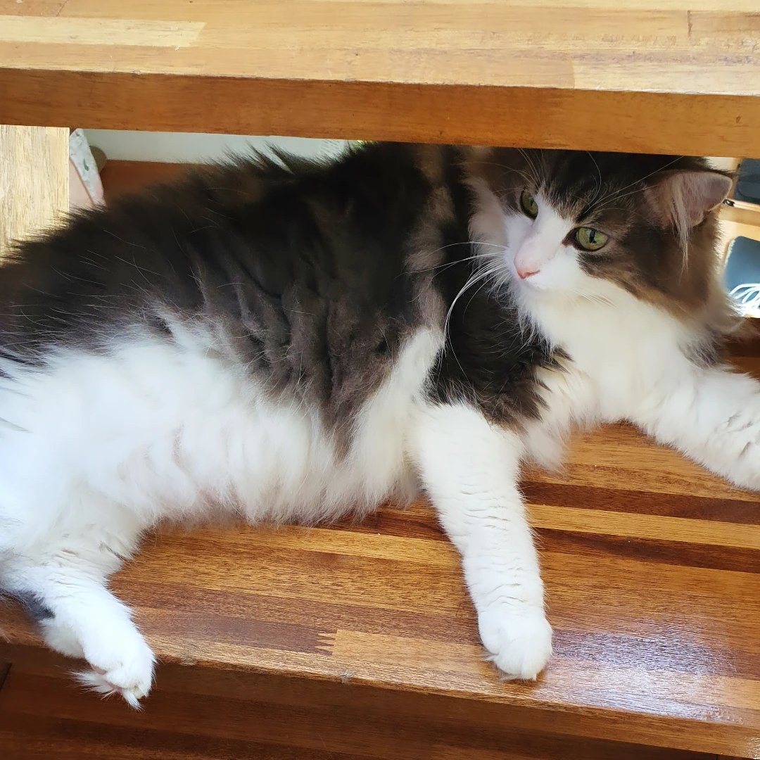 very_rude_cat's tweet photo. 우리 고양이 착한 점 :
비켜주세용 저 지나가요 잠깐만 나와주시겠어용 하고 부탁하면 눈 동그랗게 뜨고 쪼로롱 비켜줌

우리 고양이 너무한 점 :
아무리 무거운 짐을 들고 힘겹게 계단을 올라도 저렇게 구구절절 샤바샤바 부탁하기 전까진 절대 안 비켜줌 https://t.co/AvdpHcTPMW