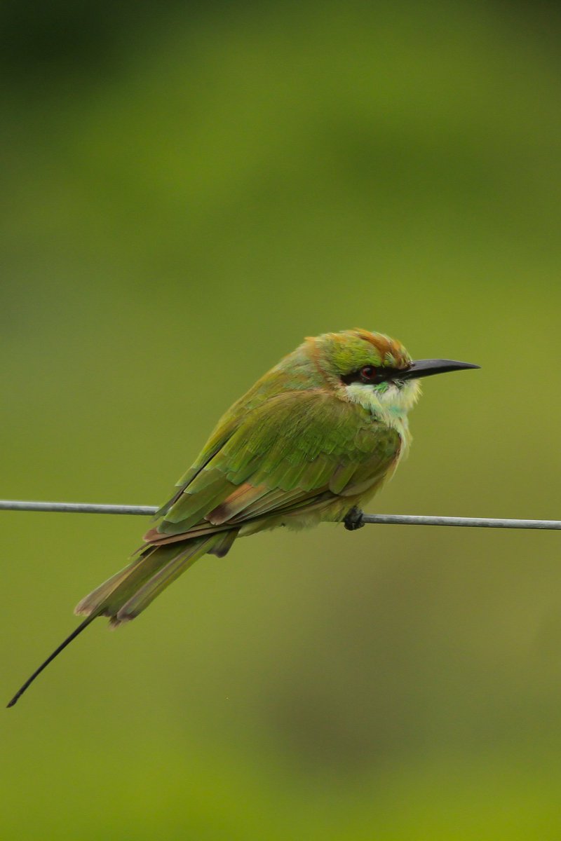 Everyone has to wait in the line... Despite digitalization.

#Greenbeeeater
 #ThePhotoMode #thephotohour 
#photochallenge #PhotoOfTheDay #photography #nature #BirdsSeenIn2021 #birds #BirdsUp #birdsofindia #birdwatching #birdsofbengaluru #IndiAves #indianbirds #canon_photography