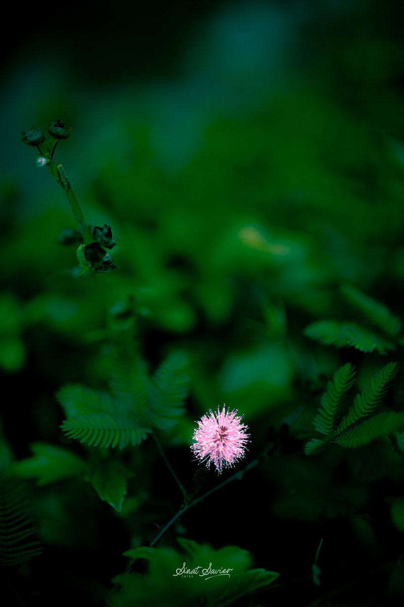 SinatSavier's tweet photo. Follow:@sinat_savier 
-
-
#morning #goodmorning #morningvibes #morninginspiration #morningmood #morningposts #morningmotivation #flower #flowers #leaf #greenleaf #green #greenery #photoshoot #photography #photographer #stillphotography #stillphotographer #sinatfotos https://t.co/YhIEUUhLJC