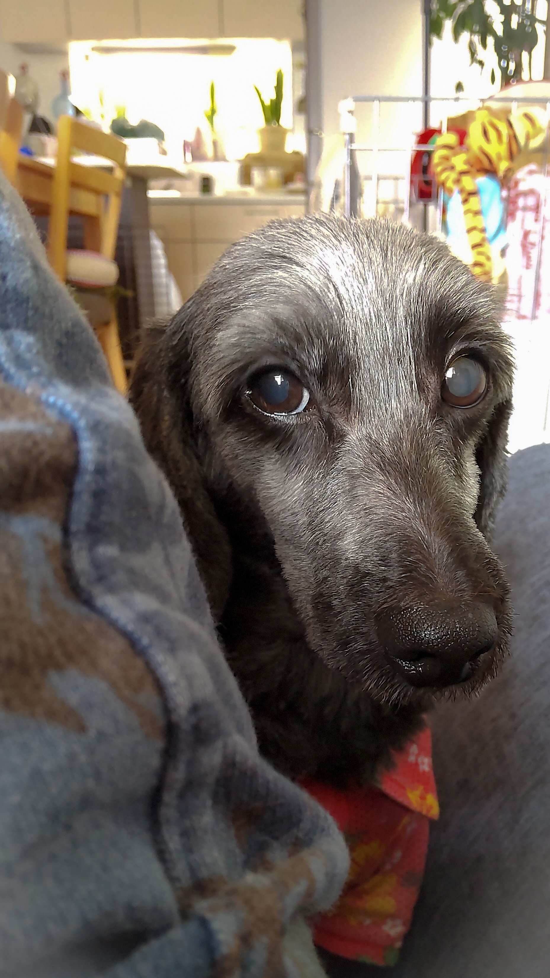 愛犬自慢 Twitter Search Twitter