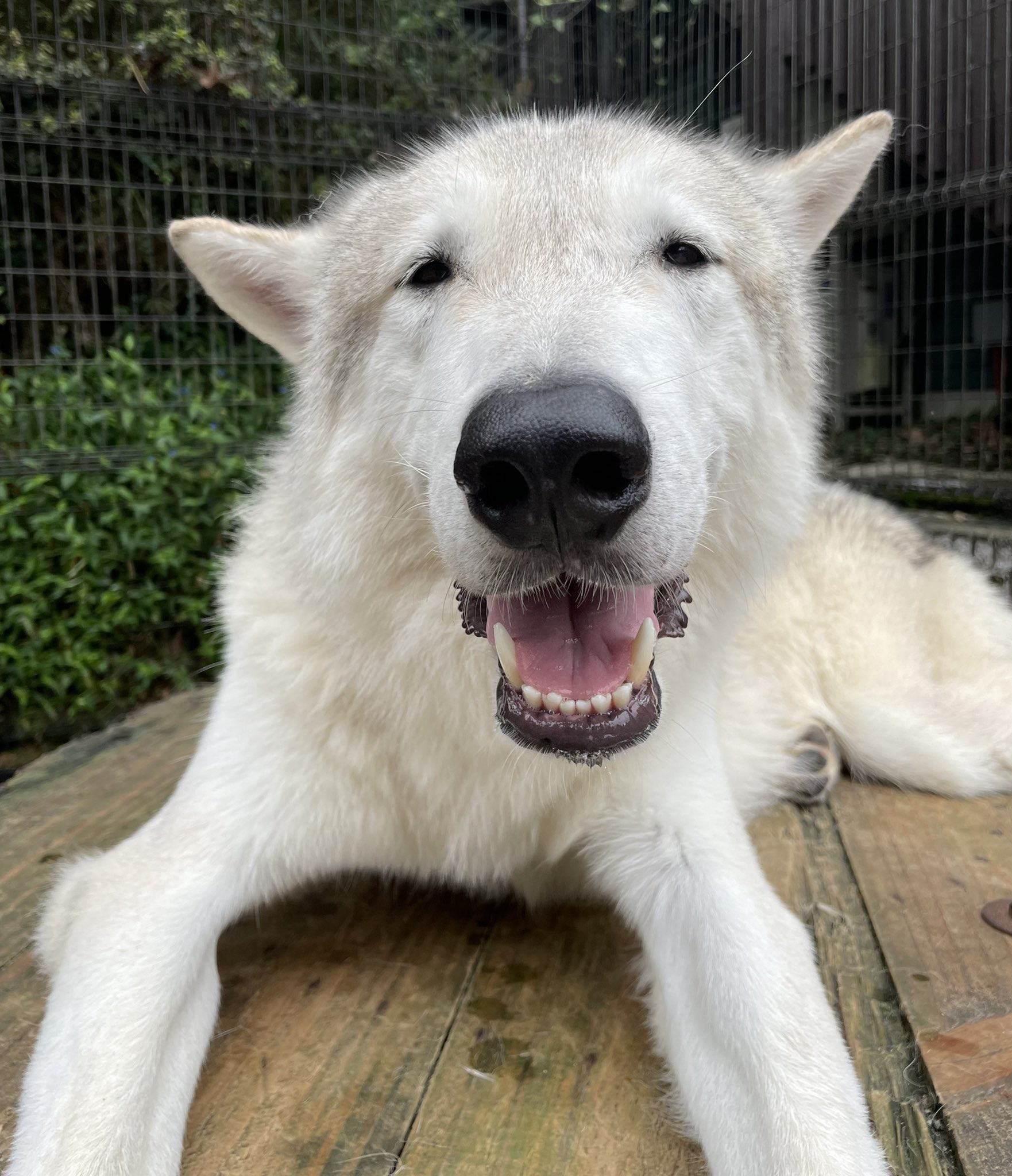 甘える狼犬 Twitter Search Twitter