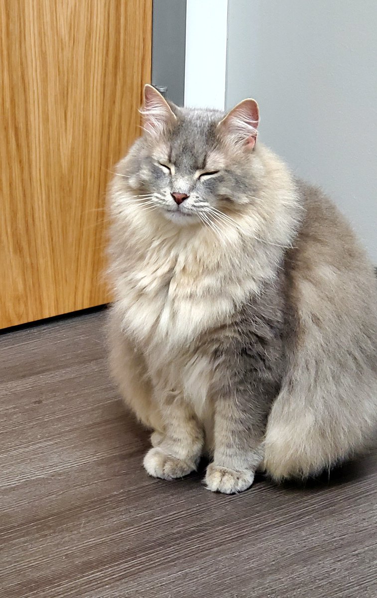 EvrybodyLvsFuzz's tweet photo. So chill I fell asleep at the vet. #NervesOfSteel #CatsOfTwitter #cats #catimposter #dogindisguise https://t.co/c68J7p2WWP