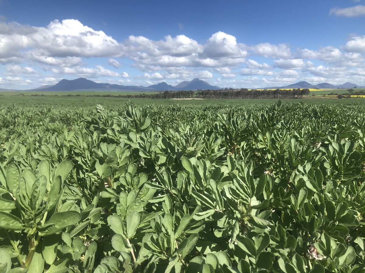 Faba Beans doing their thing in a wetter than average year. 
Stirling Range National Park #northstirlingdowns #crop #fababeans #mixedcropping #greatsouthern #westernaustralia #stirlingranges #stirlingrangeswa #stirlingrangenationalpark