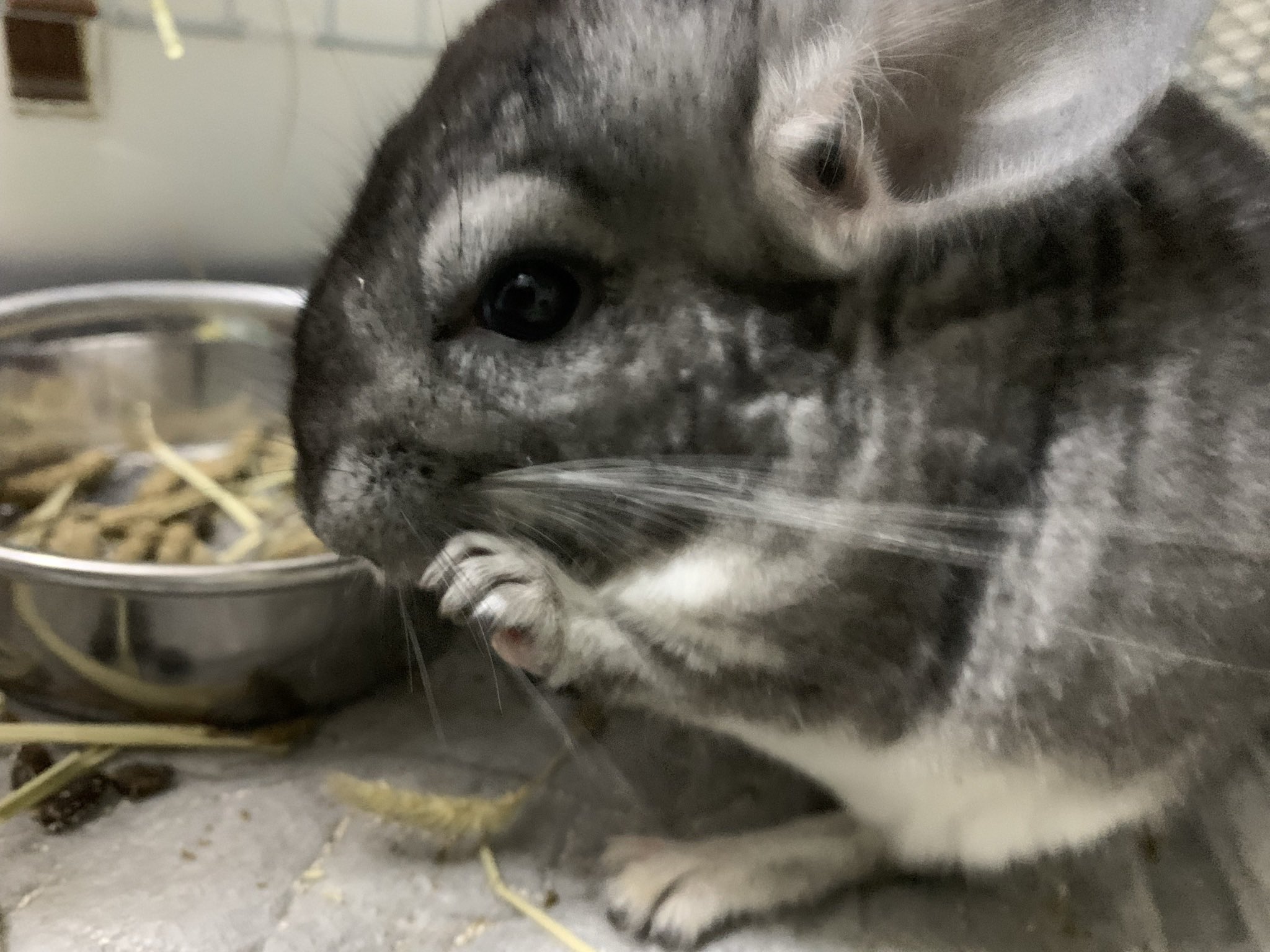 チンチラと暮らす夫婦 Chinchilla Suzu Twitter