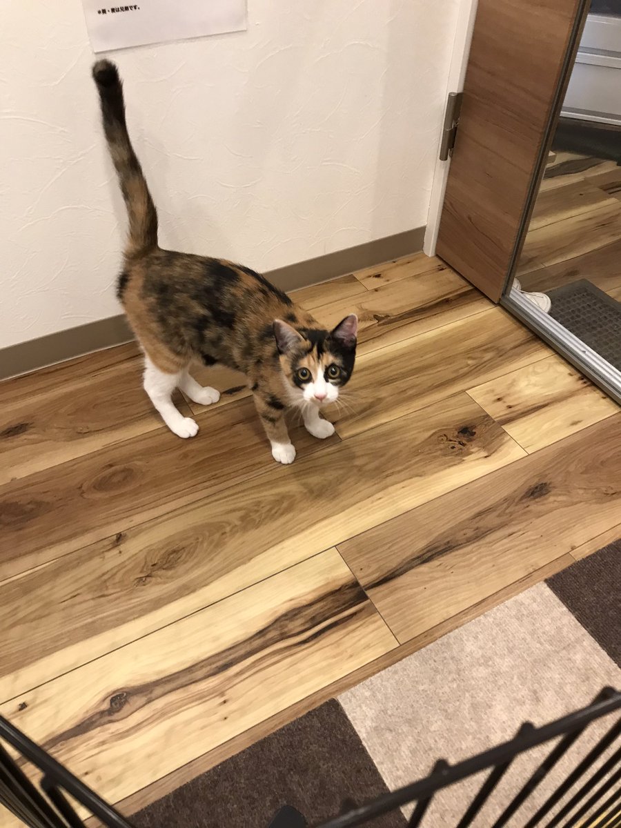 Cat Home Garden Cathomegarden1 Twitter