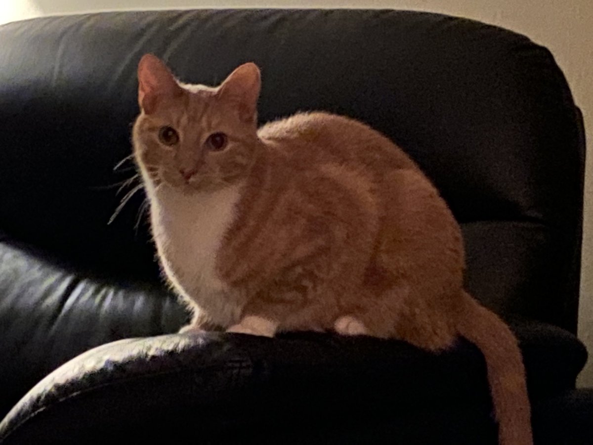 PPorschenova's tweet photo. Oscar watching Oliver. https://t.co/82eCraXROI