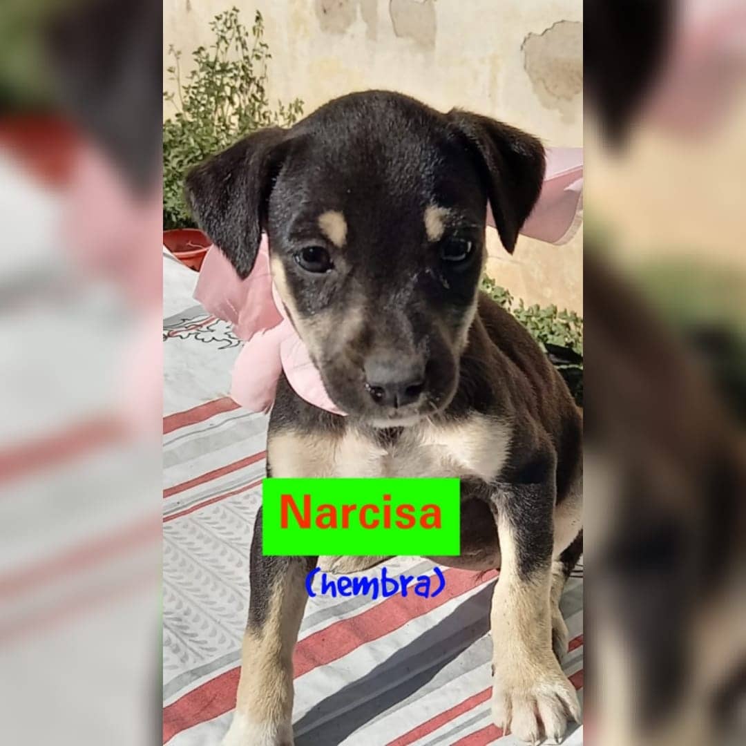 FundacionOrejas's tweet photo. Amigos:
Estos  bebés son  los hijos de Chiru.
 Nacieron el 12-7-21
 Se llevan al domicilio del adoptante con seguimiento y compromiso de Castración a los 6 meses.
 Tamañode adultos " mediano chico'.
 Para adoptar mail a fundacionorejas@gmail.com
 Asunto: nombre del cachorro https://t.co/eLY3nkWwDM