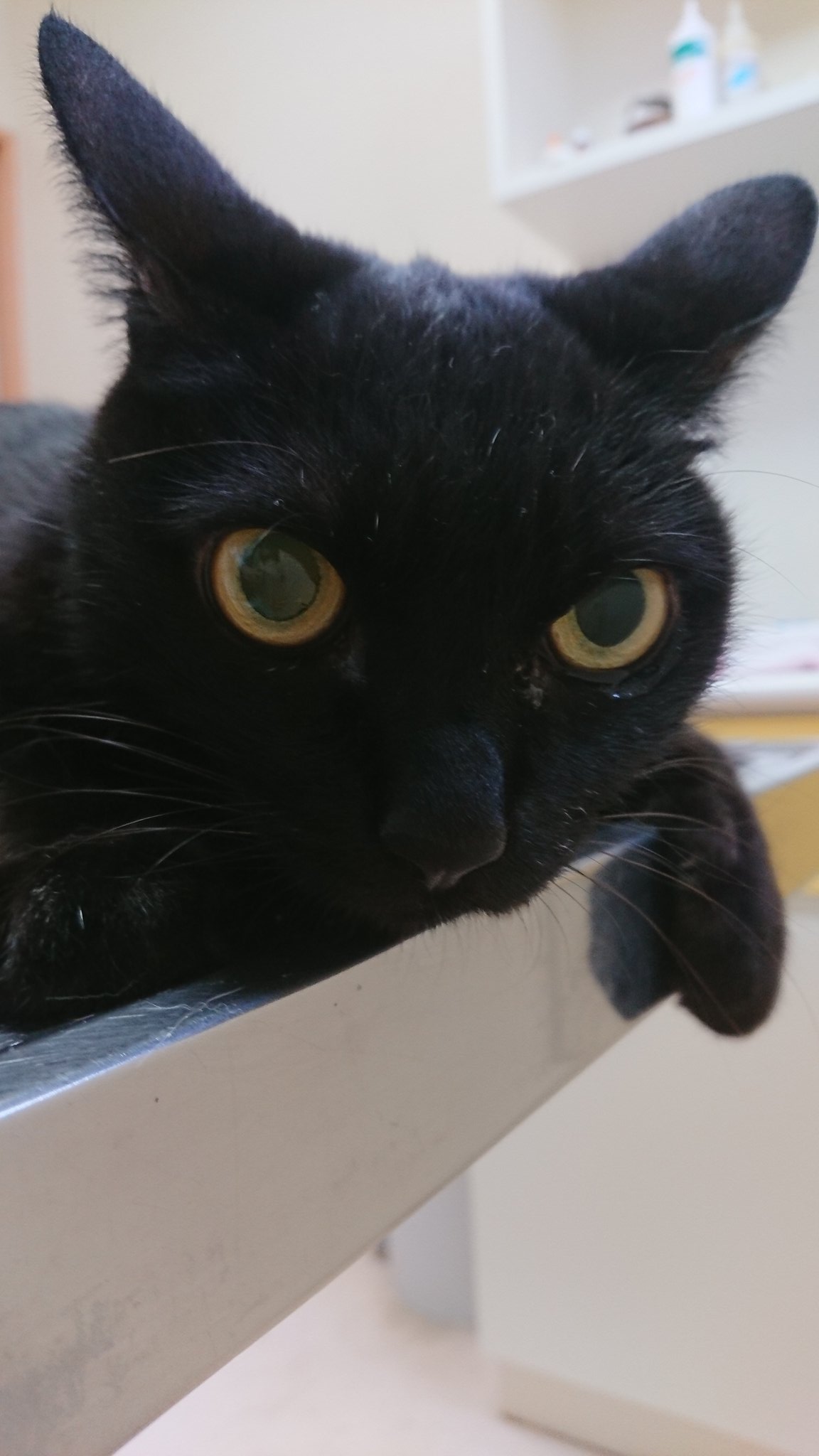 キュートのママ Kyuchanti Twitter