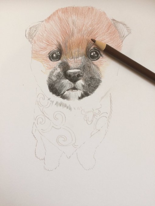 柴犬子犬のtwitterイラスト検索結果