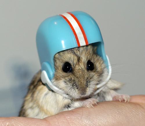 hamsterybot's tweet photo. https://t.co/xh8IYdDIiw