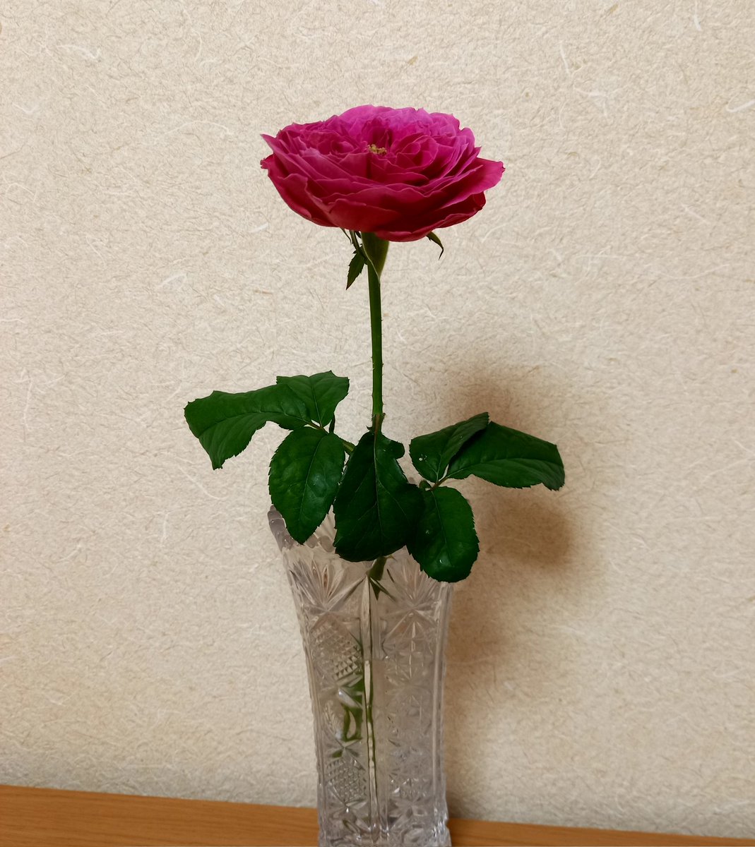yurumetherapy's tweet photo. 昨日、fworksさんで毎月11日に開催されている灯りの日のイベントで滋賀県で栽培されている和バラを買いました🌹
今日は、大きく開きました。
名前は、友禅!
#fworks
#和バラ
#灯りの日
#日吉駅徒歩5分 https://t.co/c7NHAloPQr