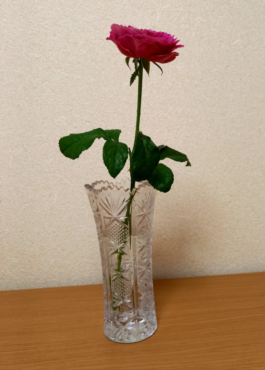 yurumetherapy's tweet photo. 昨日、fworksさんで毎月11日に開催されている灯りの日のイベントで滋賀県で栽培されている和バラを買いました🌹
今日は、大きく開きました。
名前は、友禅!
#fworks
#和バラ
#灯りの日
#日吉駅徒歩5分 https://t.co/c7NHAloPQr