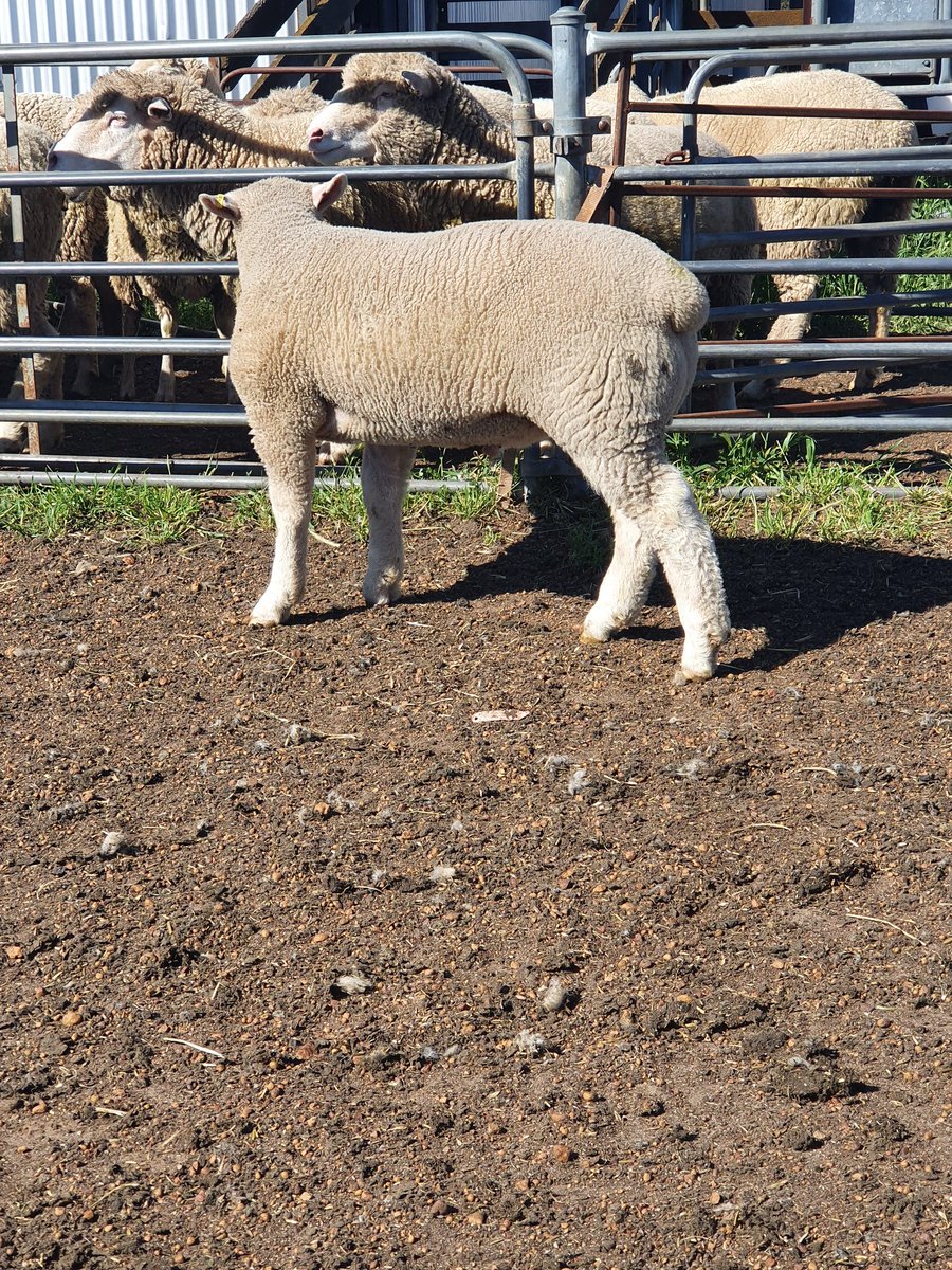 TimShep05's tweet image. Leween Poll Dorset stud. Excellent growth and muscling. DOB 1/7/2021. That's daily growth rate of 676 grams/day