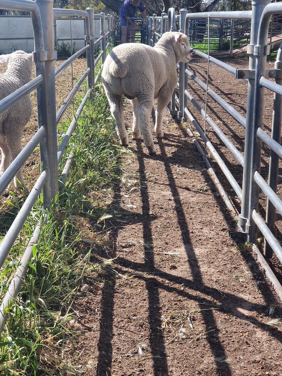 TimShep05's tweet image. Leween Poll Dorset stud. Excellent growth and muscling. DOB 1/7/2021. That's daily growth rate of 676 grams/day
