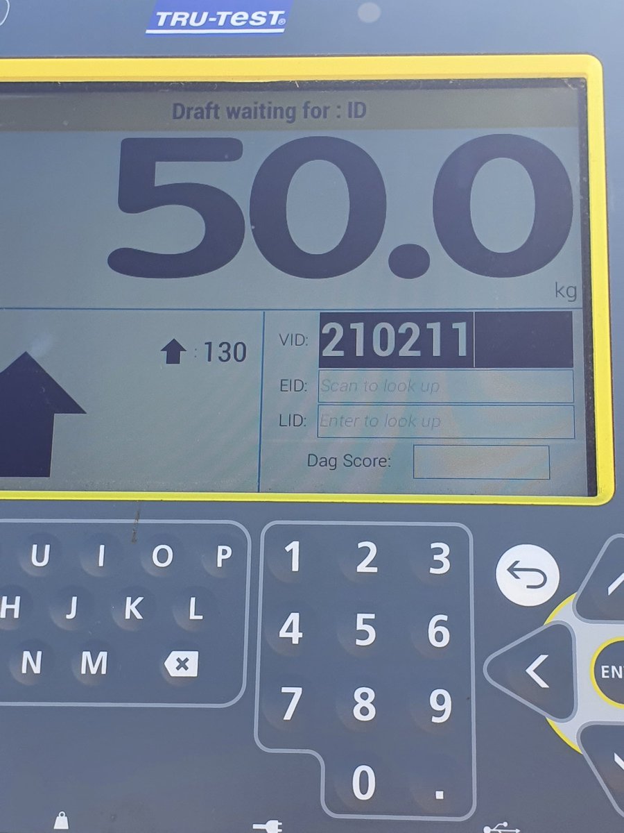 TimShep05's tweet image. Leween Poll Dorset stud. Excellent growth and muscling. DOB 1/7/2021. That's daily growth rate of 676 grams/day