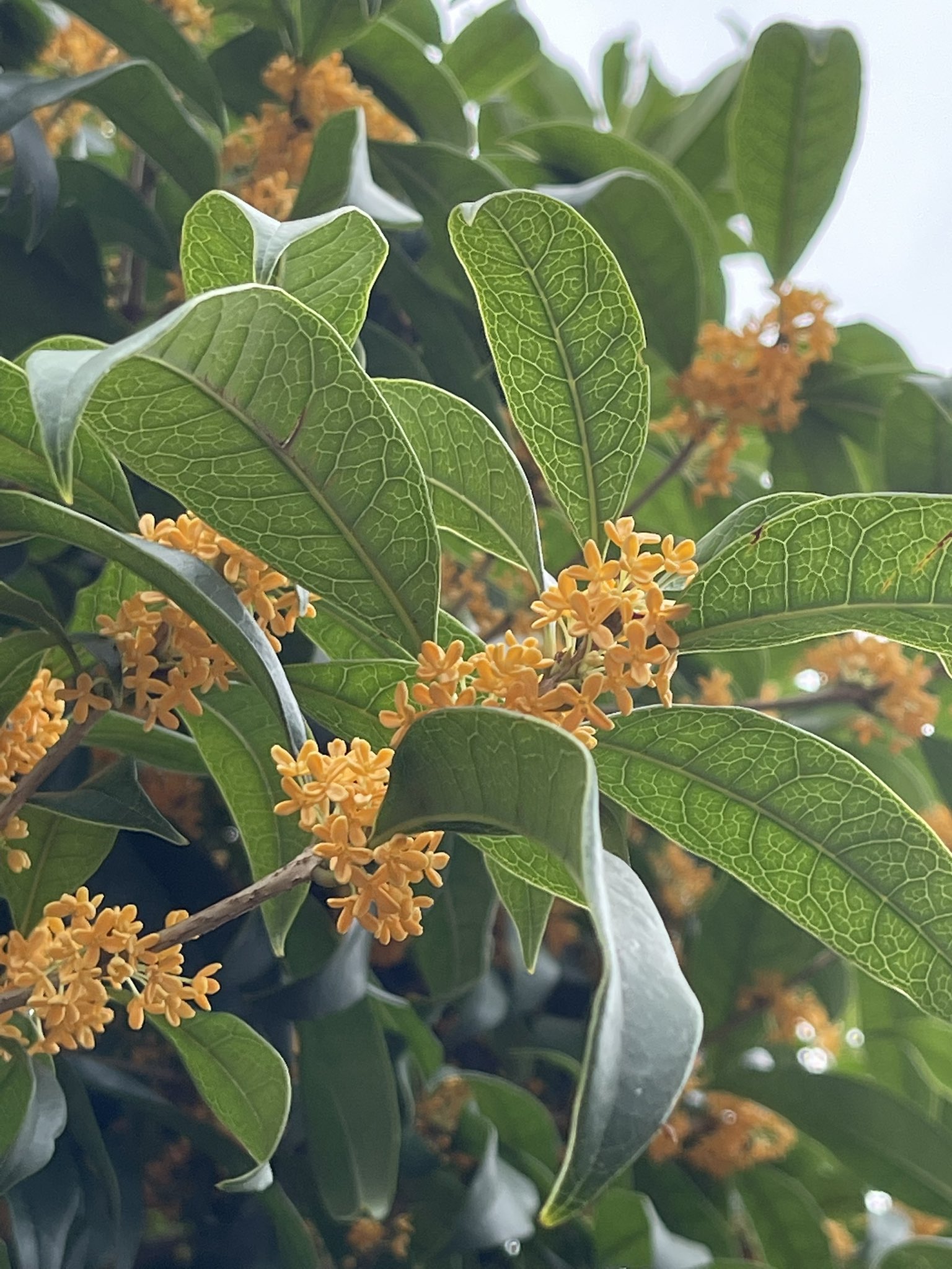 榎本税務会計事務所 金木犀のいい香り Osmanthus 英語 桂花 中国語 と呼ぶそうです T Co Elp0gi0ubc Twitter