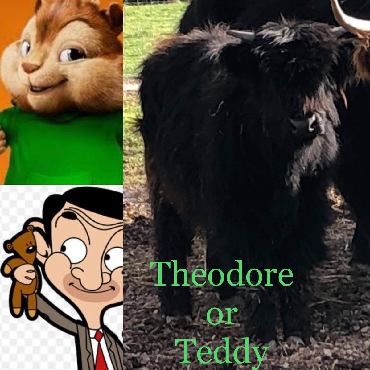 AltinaZoo's tweet photo. Last but definitely not least is our gorgeous black bull calf that has not 1 but 2 names! (6/6) His full name is Theodore named after the chipmunks! BUT we nickname him Teddy…. We love him just like Mr bean loves his Teddy! https://t.co/4ULCbs8vBJ
