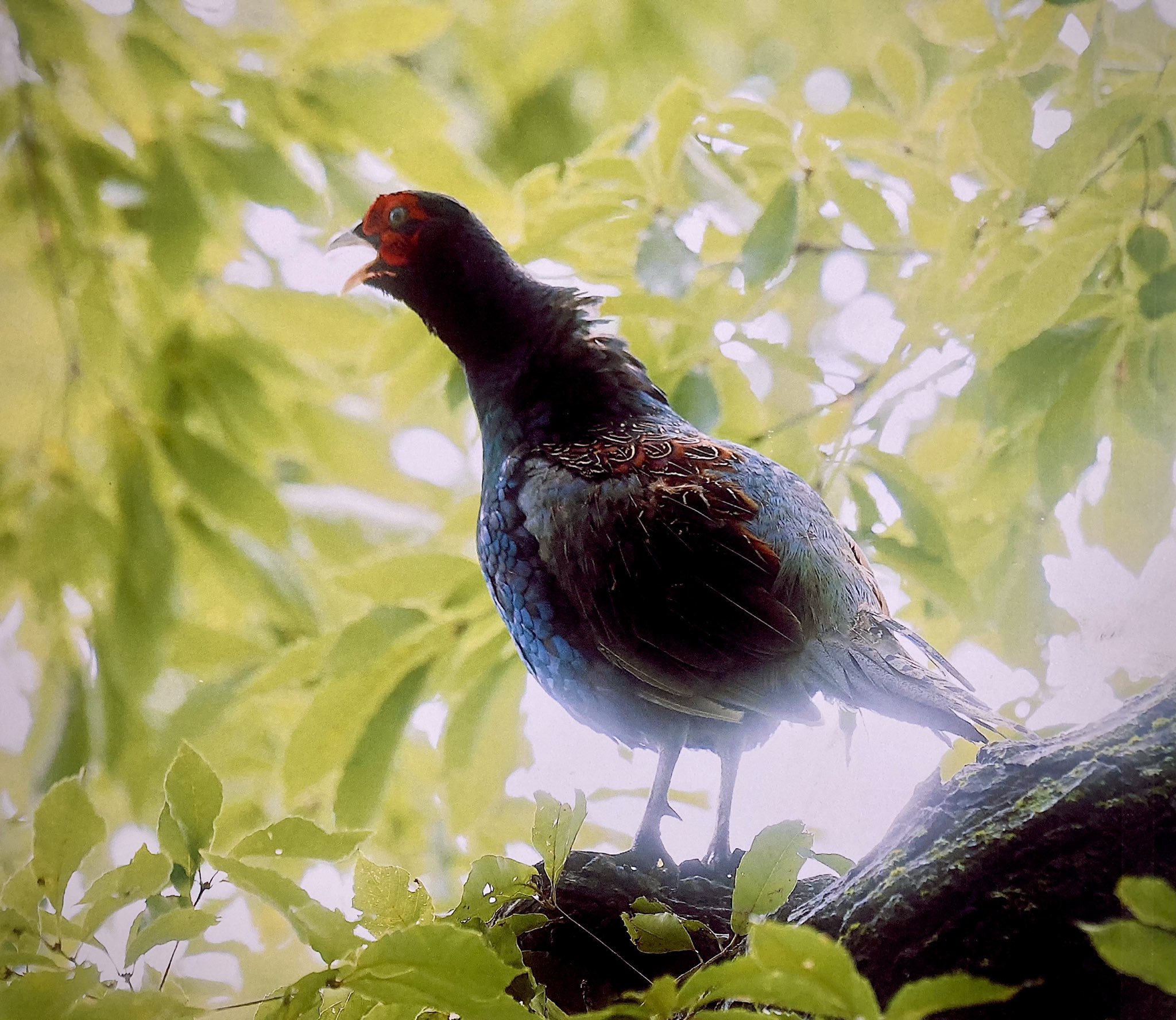 ট ইট র Haruki 雉の雄の ケーン と鳴くのは 文字で表しにくく 哀愁が漂った ケーン こいつも まさに声出ししようか 母衣 ほろ うちしようか と いうところか けんもほろろに ふられたよ ってな言葉 よく使った 笑 撮影 秘密の