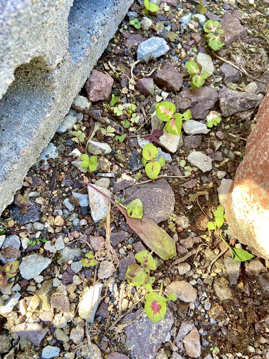 コリウス枯れさせず冬越しさせるポイント 自然植物図鑑