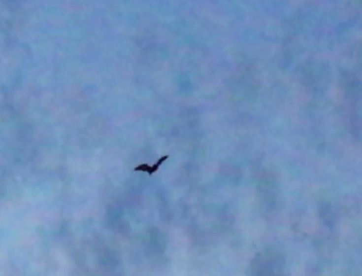 <a href="/PhotoHold/">Images</a> <a href="/Epididymitis_/">Prostatitis</a> <a href="/JustinTrudeau/">Justin Trudeau</a> <a href="/Puglaas/">Jody Wilson-Raybould (JWR), PC, OBC, KC 王州迪</a> <a href="/ONAttorneyGen/">Ministry of the Attorney General</a> @Theriault_RI <a href="/SCC_eng/">Supreme Court of Canada</a> <a href="/CBA_News/">Canadian Bar Assoc.</a> <a href="/OHLJ/">Osgoode Hall Law Journal</a> <a href="/OBAlawyers/">Ontario Bar Association</a> <a href="/CarletonLaw/">Carleton Law Society</a> <a href="/KSeidman/">Karen Seidman</a> <a href="/PascaleFournie4/">Pascale Fournier, Ad.E.</a> <a href="/cippmcgill/">CIPP McGill</a> <a href="/CentreConstStud/">Centre for Constitutional Studies</a> <a href="/FaskenAvocats/">FASKEN</a> <a href="/BJMCBC/">Bobbi-Jean MacKinnon</a> <a href="/LynneVicars/">Lynne Vicars</a> <a href="/EITR_uOttawaLaw/">Elephant in the Room, Faculty of Law, uOttawa</a> <a href="/HollinsMichele/">Michele Hollins</a> @DoronJGold <a href="/Jaye_Hooper/">Jaye Hooper</a> @jwhincup <a href="/OntUniv/">Ontario's Universities</a> @DrFullertonMPP @QueensPrincipal <a href="/YorkUPresident/">Rhonda L. Lenton</a> <a href="/craig_leroux/">Craig Leroux</a> <a href="/AsimaVezina/">Asima Vezina (she/her)</a> <a href="/CU_President/">President & Vice-Chancellor of Carleton University</a> <a href="/PierreZundel/">Pierre Zundel 🇺🇦</a> <a href="/PatrickDeane37/">Patrick Deane</a> <a href="/OCADUPresident/">Sara Diamond</a> <a href="/DrStevenMurphy/">Steven Murphy</a> @recteurUOpres <a href="/CanadiensMTL/">Canadiens Montréal</a> <a href="/CanadiensMTL_FR/">Canadiens Montréal 🇨🇦🇫🇷</a> @LambertiDeborah <a href="/EricEngels/">Eric Engels</a> @JohnLuTSNMtl <a href="/StuCowan1/">Stu Cowan</a> <a href="/nsuzuki_37/">Nick Suzuki</a> <a href="/colecaufield/">Cole Caufield</a> <a href="/JJWatt/">JJ Watt</a> <a href="/BrockCaufield/">Brock Caufield</a> • Sept 6 2001 (5 days before #September11  ), I was diagnosed "Paranoid Schizophrenia" in 🏥Holding unit by Dr. Ronald Johnston (spouse #BrockU PSY Nancy)  • My life (+World🌎) would never be same • We were moved to new"home" 2003 - Every night dusk (minus winter), bats 🦇fly