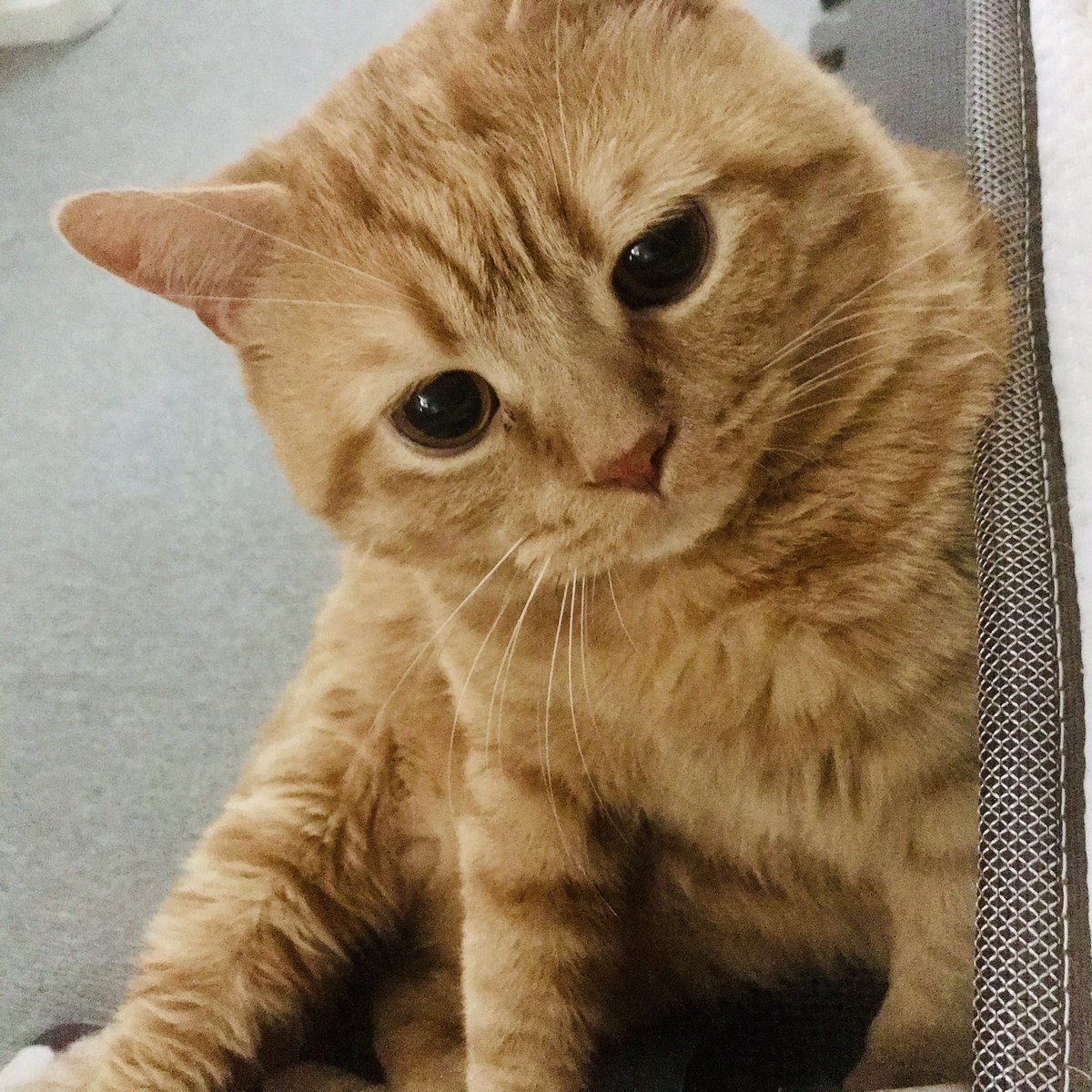 困り顔のアランくん カミナリの音にゃんて 怖くにゃいもん ビックリしただけにゃもん だからちょっとそばにいてね 猫のいる暮らし 猫好きさんと繋がりたい ねこのきもち Catsoftwitter 困り顔 ネコチャンカワイイ