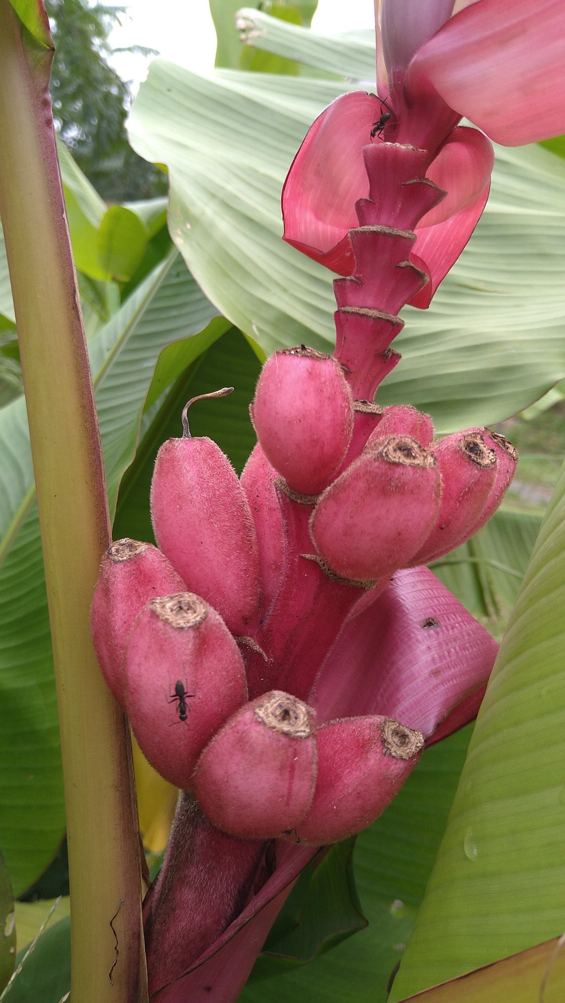 アケビバナナ Twitter Search Twitter