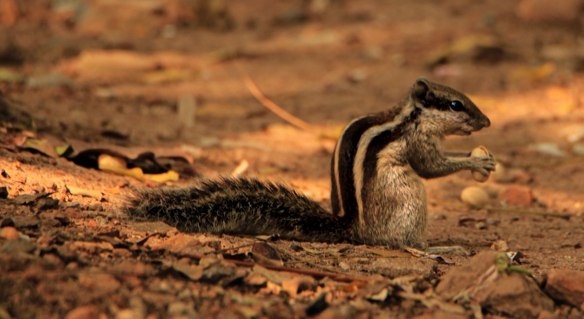ParveenKaswan's tweet photo. It is said that millions of trees in the world are accidentally planted by squirrels, who bury nuts, then forget where they hid them. Do good and forget. It will come back someday. https://t.co/ZG0ySIEl8O