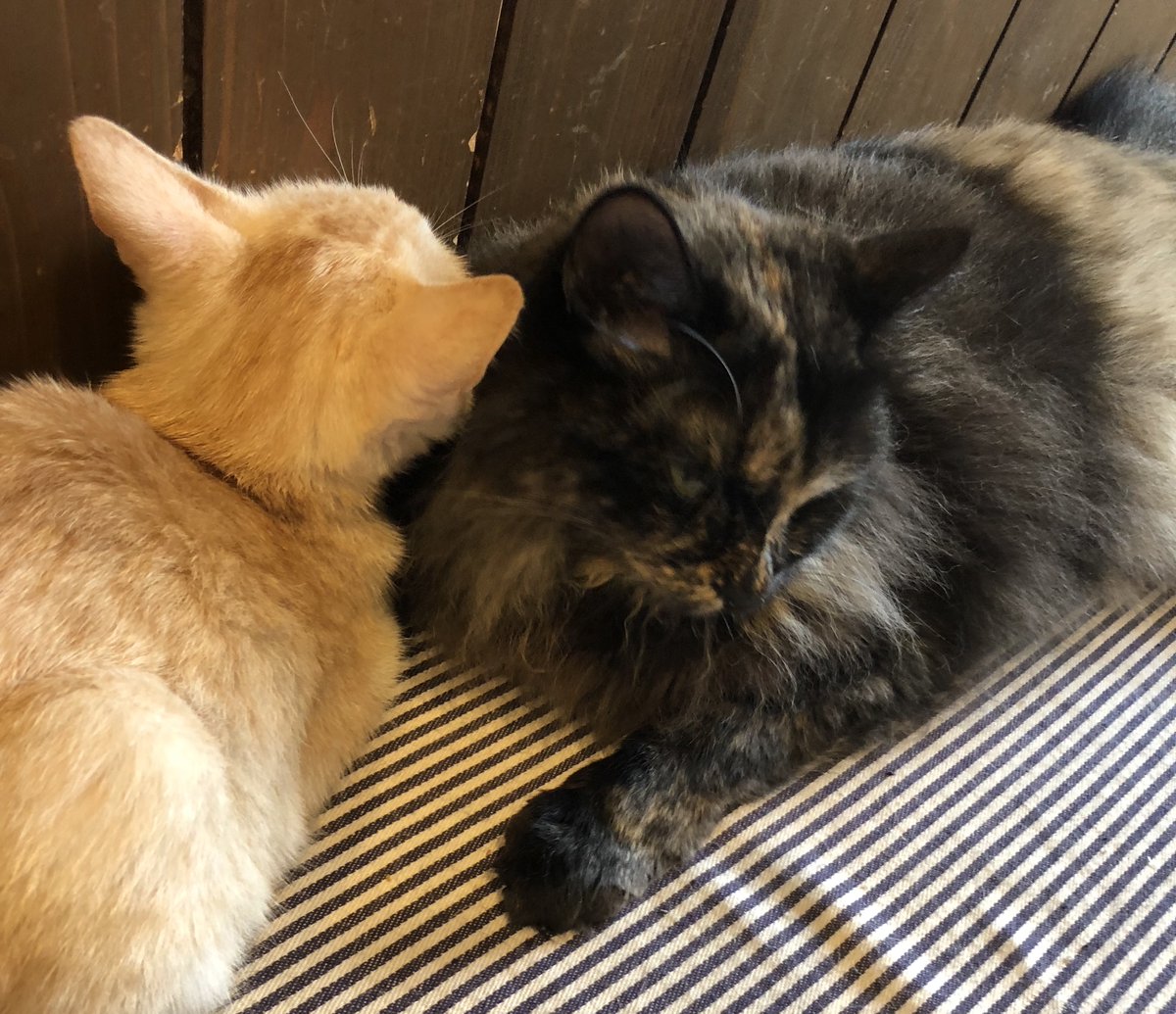 ট ইট র にっぽん猫カフェめぐり 奈良の保護猫カフェ 桶猫喫茶 さんです 久しぶりに伺いましたが 子猫ラッシュで15匹以上の子猫が里親との 出会いを待っている状態だとか あなたにも素敵な出会いがあるかもしれません 猫 猫カフェ 猫好きな人と ট ইট র にっぽん猫カフェめぐり 奈良の保護猫カフェ 桶猫喫茶 さんです 久しぶりに伺いましたが 子猫ラッシュで15匹以上の子猫が里親との 出会いを待っている状態だとか あなたにも素敵な出会いがあるかもしれません 猫 猫カフェ 猫好きな人と