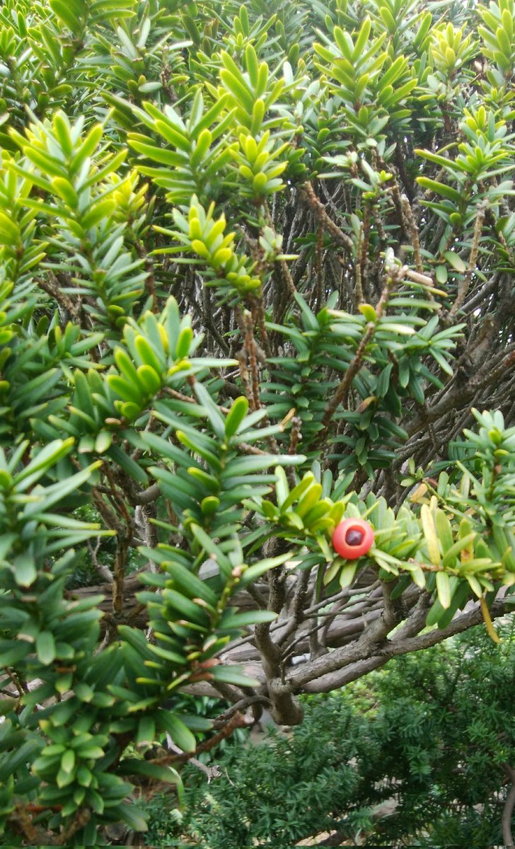 Dradra Gon 伽羅木 実