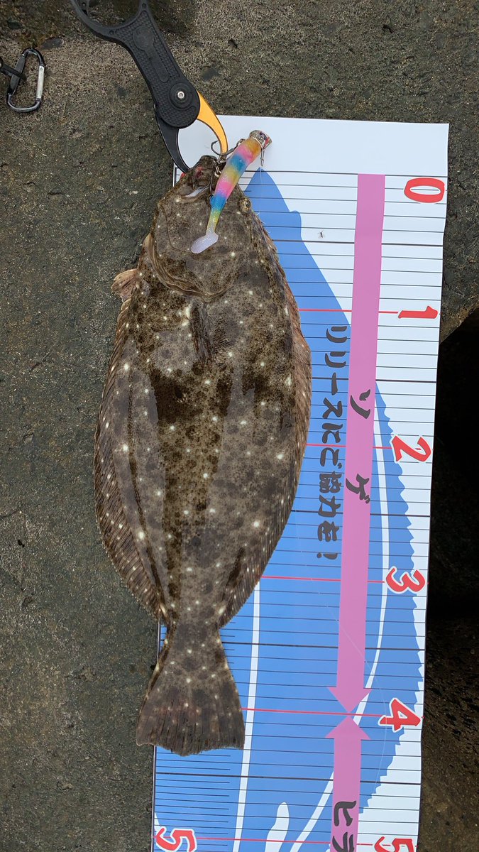 ちゃんブー 超久々にまともな釣り 午後潮止まりから 3投目で ヒラメジャー入魂できた その後はシーバスにもて遊ばれて2バラし ルアー投げるのはやっぱ楽しい ヒラメジャー ちゃんブー 超久々にまともな釣り 午後潮止まりから 3投目で ヒラメジャー入魂できた その後はシーバスにもて遊ばれて2バラし ルアー投げるのはやっぱ楽しい ヒラメジャー