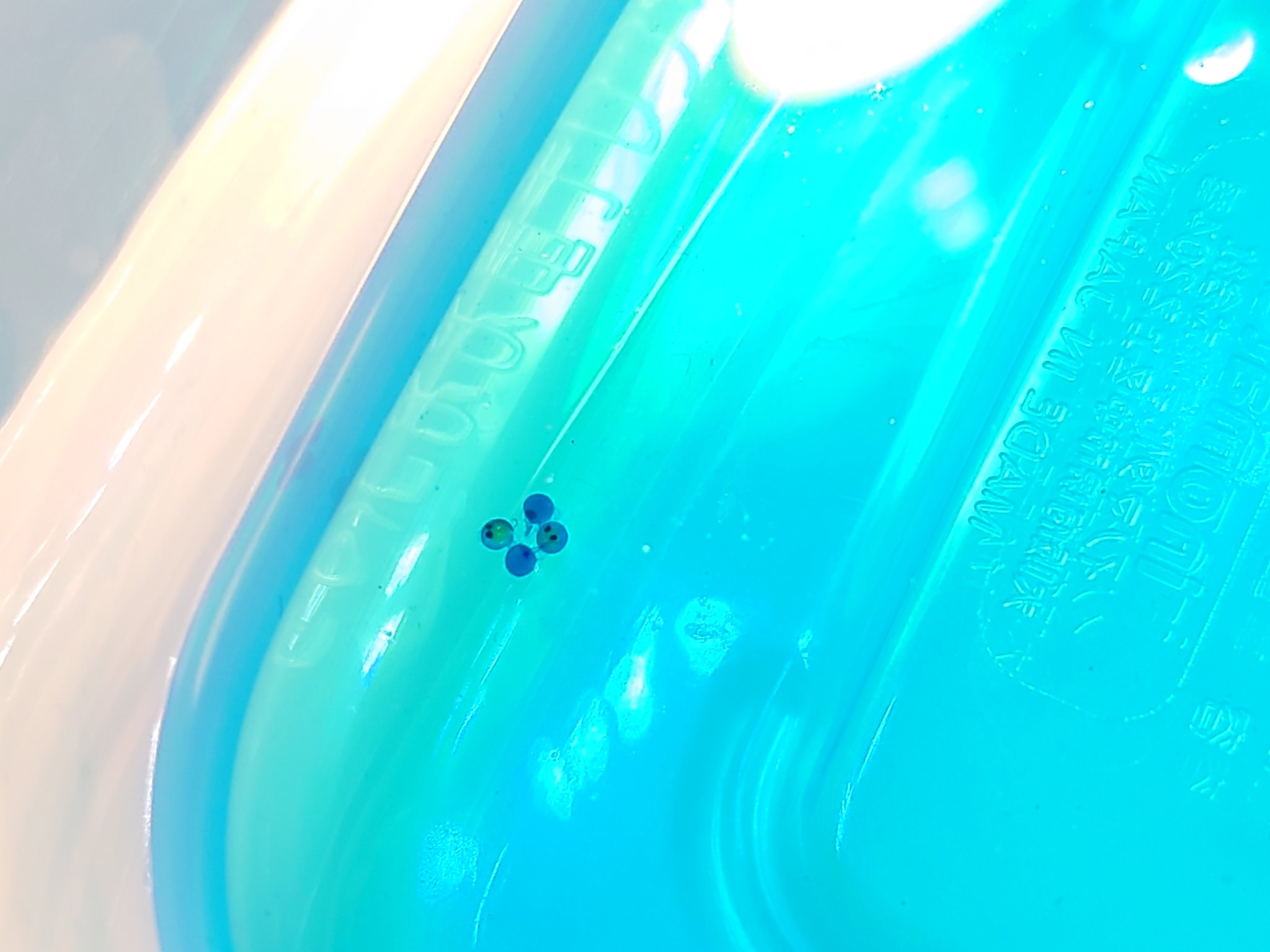 ぬこ様 Iwx4slw7lpmxl3b Twitter