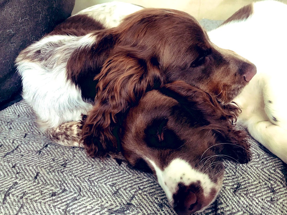 iain_w_anderson's tweet image. Easy like Sunday morning vibe #joe #jarvis #joejarvis 😊